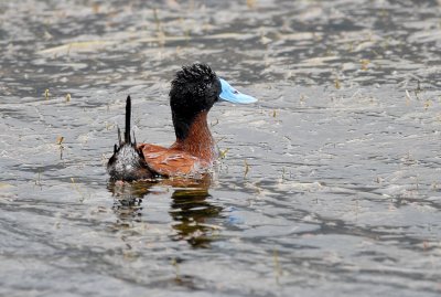 Andean Ruddy-Duck