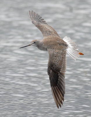 Greater Yellowlegs