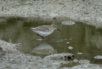 White-rumped Sandpiper