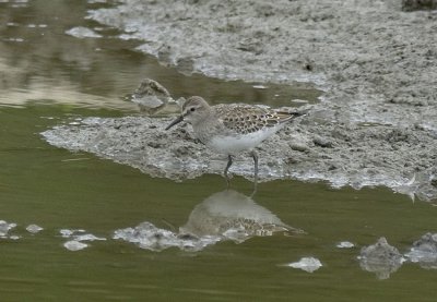 White-rumped Sandpiper