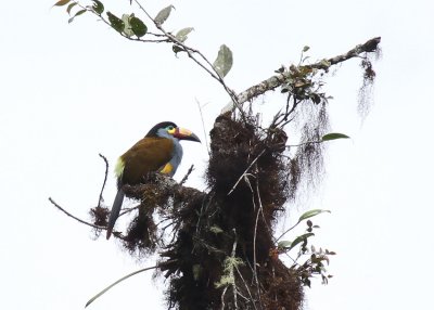 Plate-billed Mountain-Toucan