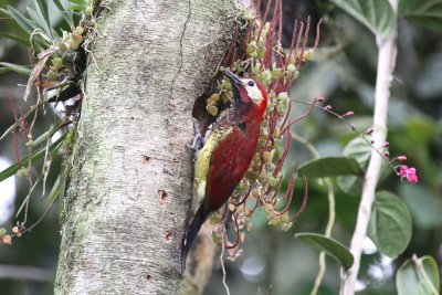 Crimson-mantled-Woodpecker2.jpg