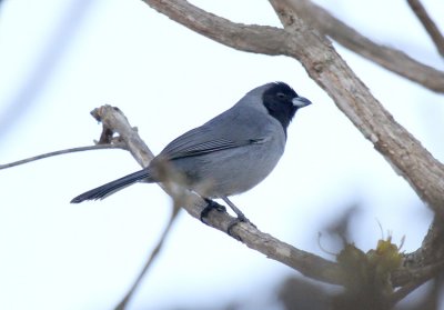 Black-faced Tanager