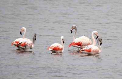 Chilean Flamingo