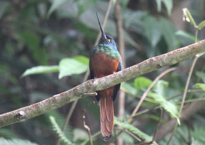 Coppery-chested Jacamar