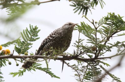 Fasciated Wren