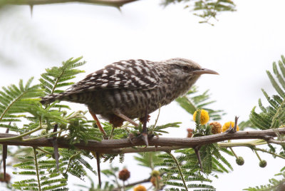 Fasciated Wren