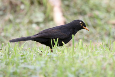 Glossy-black Thrush