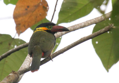 Golden-collared Toucanet