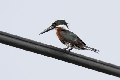 Green Kingfisher