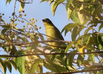 Tooth-billed Tanager