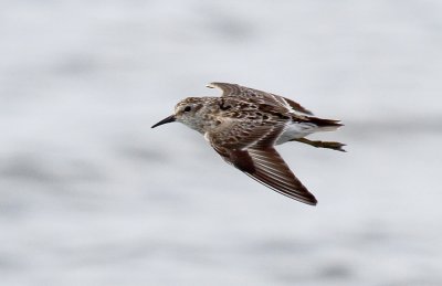 Least Sandpiper