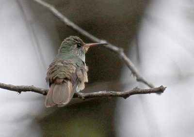 Amazilia Hummingbird