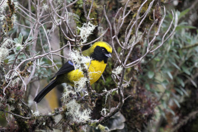 Masked Mountain-Tanager