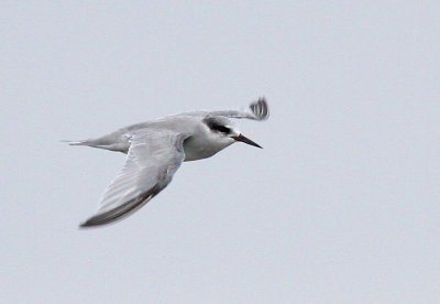 Peruvian Tern