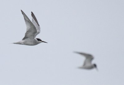 Peruvian Tern