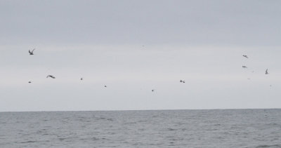 Peruvian Tern