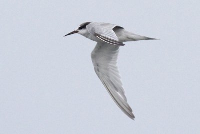 Peruvian Tern