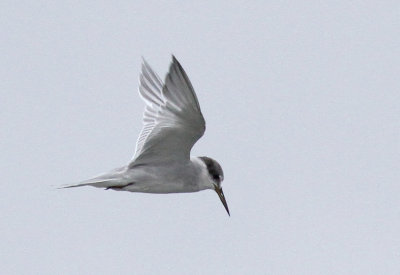 Peruvian Tern