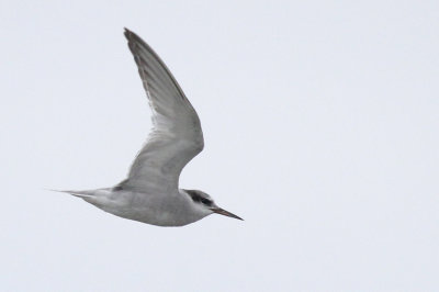 Peruvian Tern