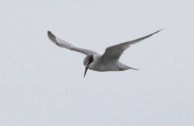 Peruvian Tern