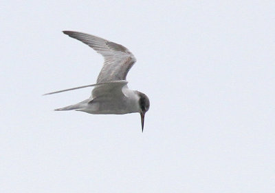 Peruvian Tern