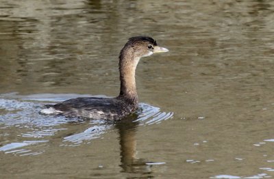 Pied-billed Grebe