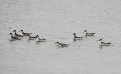 Red-necked Phalarope