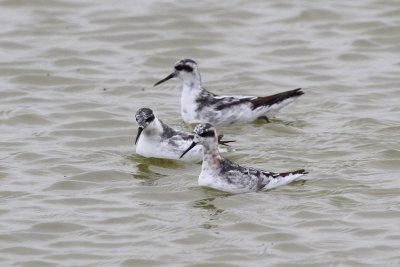 Red-necked Phalarope