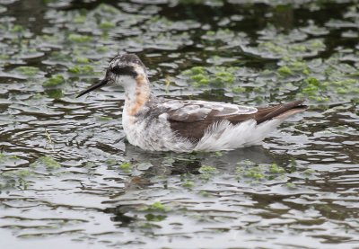 Red-necked Phalarope