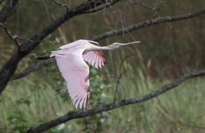 Roseate Spoonbill