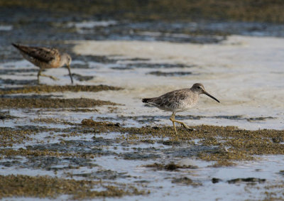 Short-billed Dowitcher