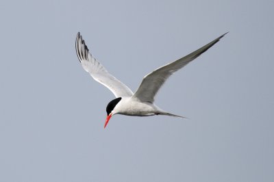 South American Tern