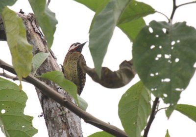 Spot-breasted Woodpecker