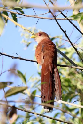 Squirrel Cuckoo