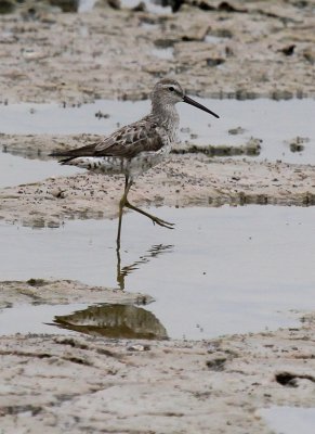 Stilt Sandpiper