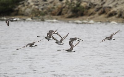 Surfbird