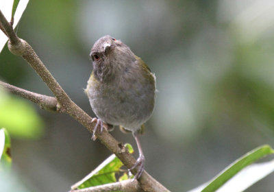 Dusky Bush-Tanager