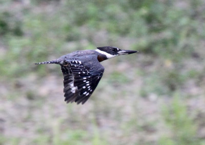 Ringed Kingfisher