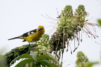 Southern Yellow-Grosbeak