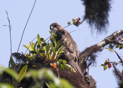 White-throated Hawk