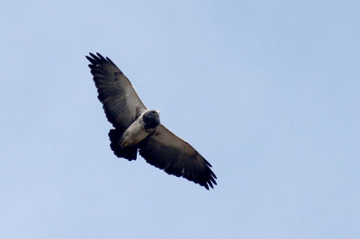 Black-chested Buzzard-Eagle