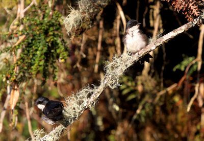 Blue-and-white Swallow