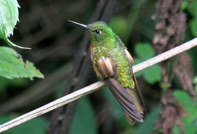 Chestnut-breasted Coronet