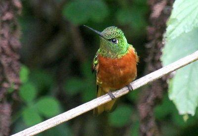 Chestnut-breasted Coronet