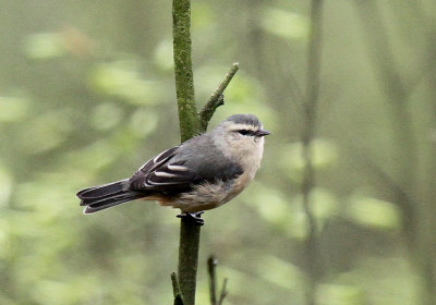 Cinereous Conebill