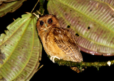 Cinnamon Screech-Owl