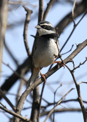 Collared Warbling-Finch