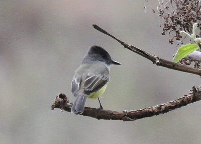 Dusky-capped Flycatcher