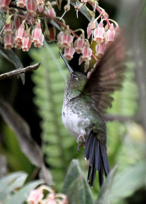 Greenish Puffleg